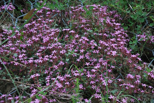 Saponaria ocymoides